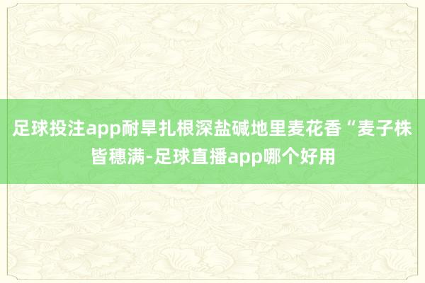 足球投注app耐旱扎根深盐碱地里麦花香“麦子株皆穗满-足球直播app哪个好用
