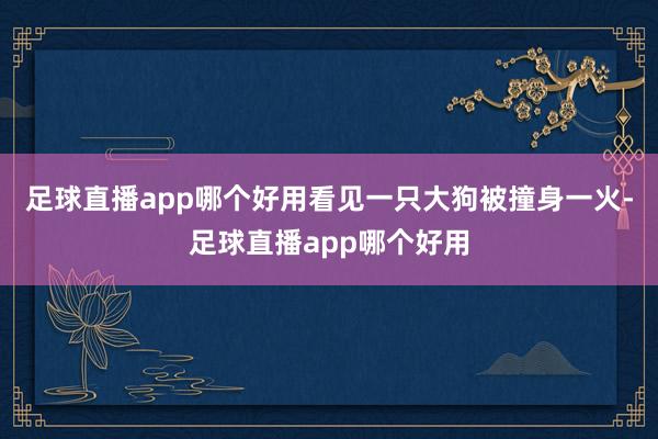 足球直播app哪个好用看见一只大狗被撞身一火-足球直播app哪个好用